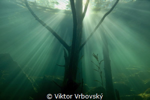 Underwater wood by Viktor Vrbovský 